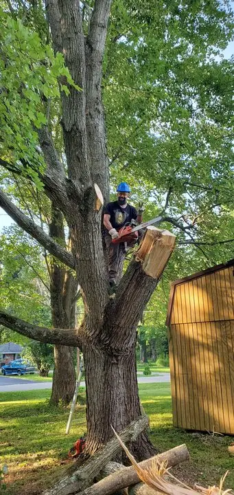 A volunteer in a hard hat cuts a storm-damaged tree with a chainsaw, high in its branches