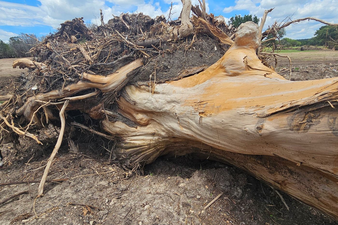 Uprooted tree trunk left by floodwater