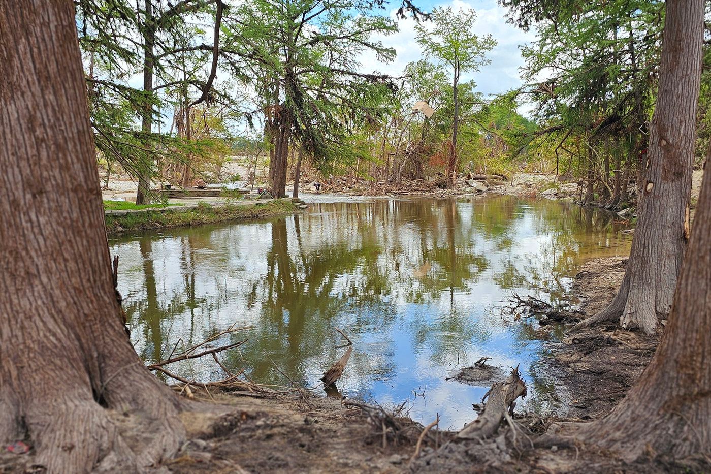 Cypress trees standing in calm floodwater